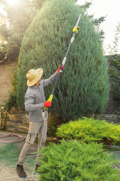 Trusted North Braddock, PA Tree Services Experts